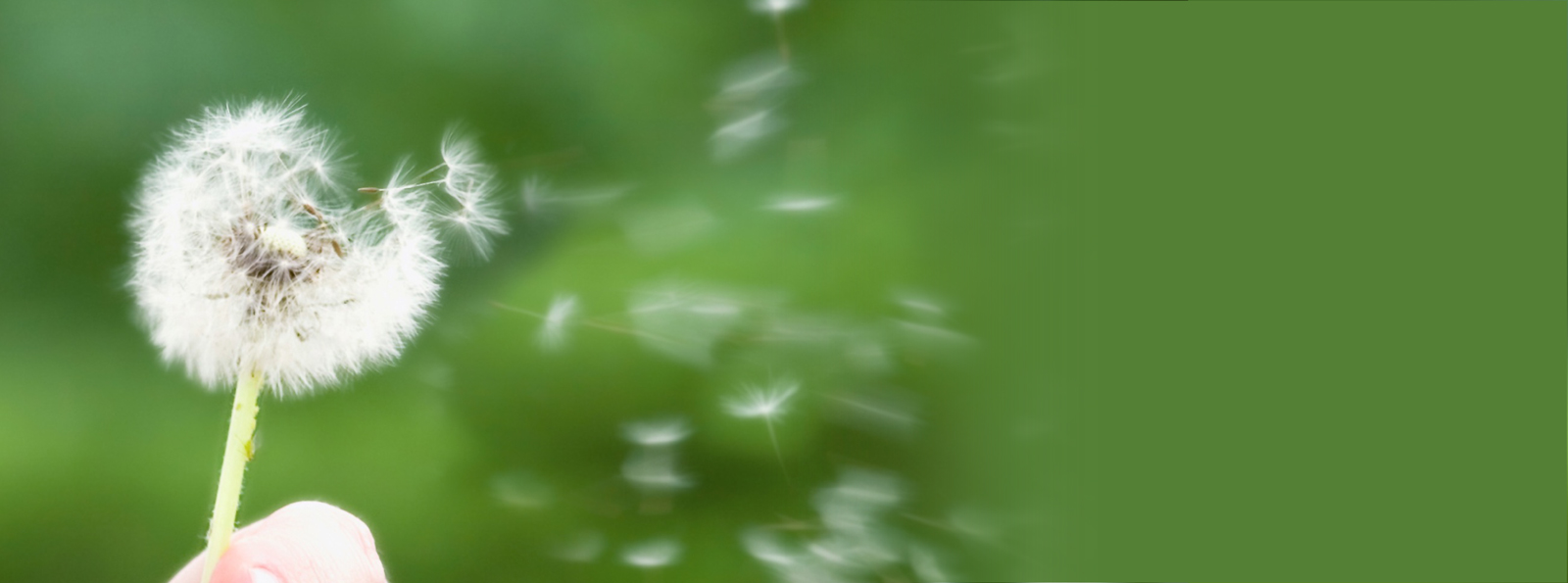 Løvetann som blåser