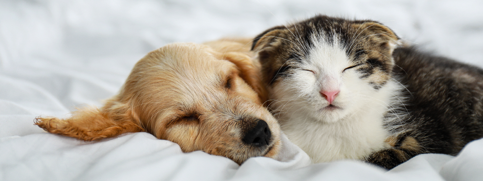 Hund og katt sover i seng