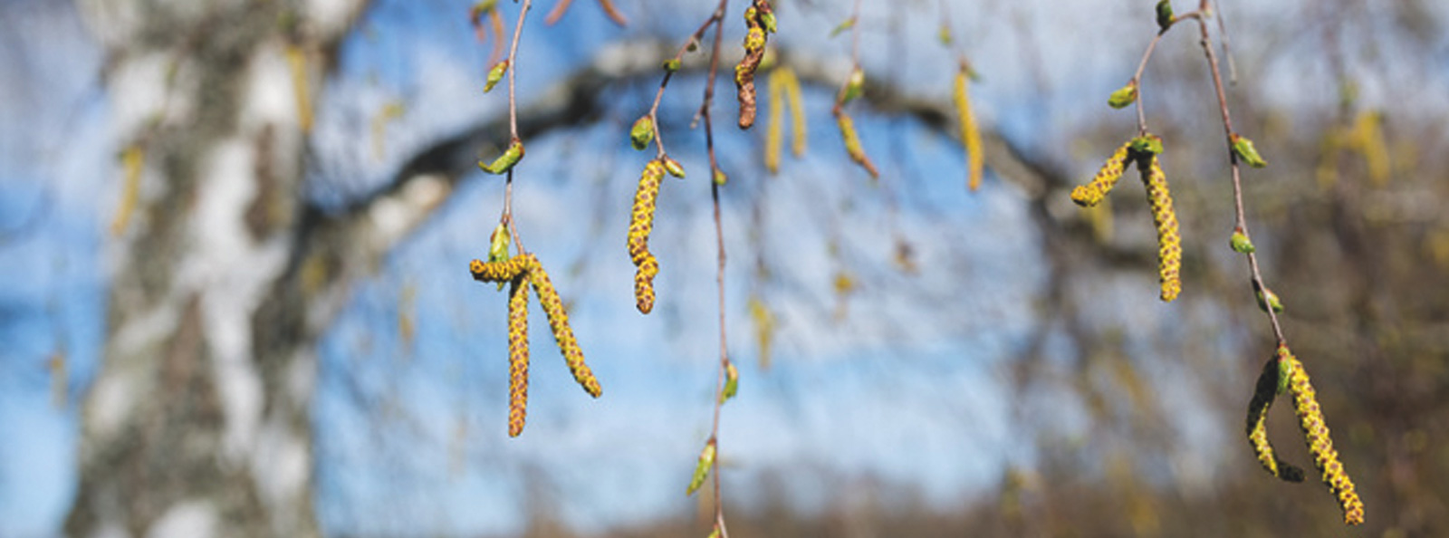Bjørkepollen en blomstrende bjørk